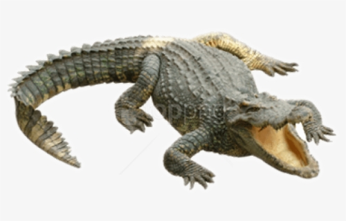 Png Of Crocodile - Png Crocodile, Transparent Png, Free Download