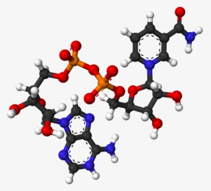 Nad From Xtal 2003 3d Balls - Nicotinamide Adenine Dinucleotide Nad, HD Png Download, Free Download