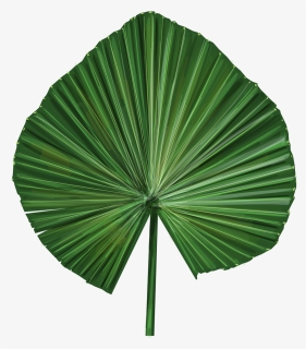 Vector Illustrations Of Exotic Leaves - Palm Leaf Vector Png, Transparent Png, Free Download