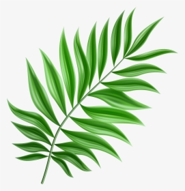 Clip Art Green Png Gallery Yopriceville - Palm Leaf Clipart Png, Transparent Png, Free Download