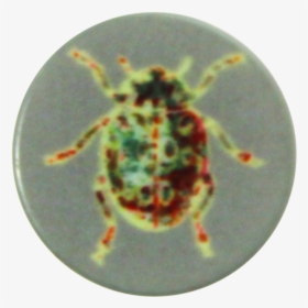 Polyester Button Beetle Shank - Weevil, HD Png Download, Free Download