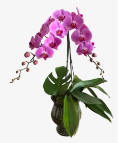 Orquídeas Vaso De Vidro - Orquídeas Png, Transparent Png, Free Download