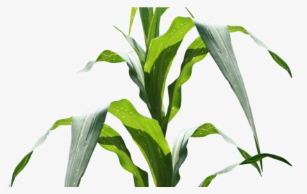 Transparent Maiz Png - Maize Plant Png, Png Download, Free Download
