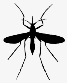 Transparent Mosquito Silhouette Png - Mosquito Silhouette Png, Png Download, Free Download