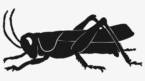 Silhouette,monochrome Photography,pollinator - Grasshopper Clipart Silhouette, HD Png Download, Free Download