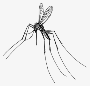 Transparent Background Mosquito Clipart, HD Png Download, Free Download