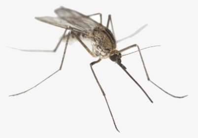 Mosquito Close Up - Mosquito Drawing Transparent Background, HD Png Download, Free Download