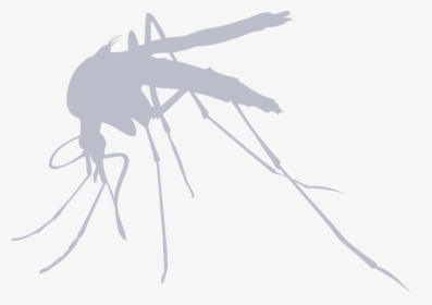 Transparent Mosquito Bite Clipart - Nulla Crux Nulla Corona, HD Png Download, Free Download