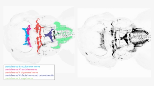 Isl1 Cranial Nerves Expanded-02 - Oculomotor Nuclei Zebrafish, HD Png Download, Free Download