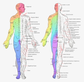 Image From Wikipedia - Nerve Map Of Body, HD Png Download, Free Download