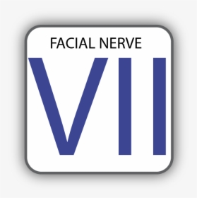 Cranial Nerve Vii, HD Png Download, Free Download