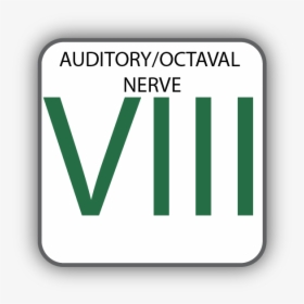 Cranial Nerve Viii, HD Png Download, Free Download