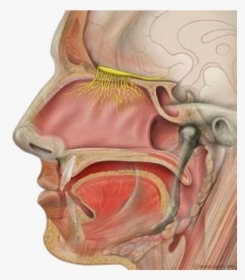 Olfactory Nerves, HD Png Download, Free Download