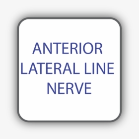 Anterior Lateral Line Nerve, HD Png Download, Free Download