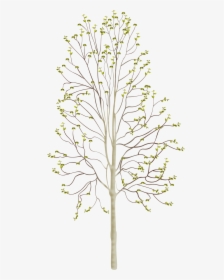 Birchtree Spring, HD Png Download, Free Download