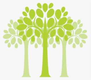 Plants Trees - Transparent Moringa Tree Png, Png Download, Free Download