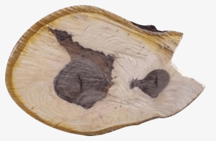 The Grain Of Walnut Wood Is Usually Straight, Has A - Driftwood, HD Png Download, Free Download