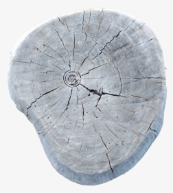 Transparent Wood Grain Texture Png - Tree Stump, Png Download, Free Download