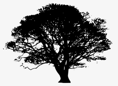 Tree Silhouette - Sombra De Arbol Png, Transparent Png, Free Download