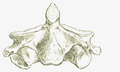 Axis -human Second Cervical Vertebra Or Spine Clip - Drawing Of The Axis Of The Other Cervical Vertebrae, HD Png Download, Free Download