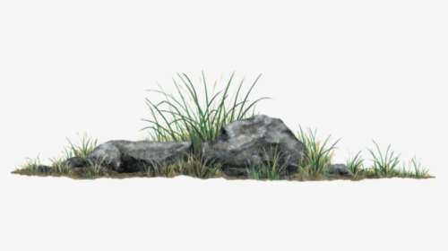 Rock Grass Plant Wall Decal Sticker - Rock With Grass Png, Transparent Png, Free Download