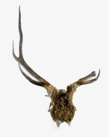 Mossy Deer Antler Mount , Png Download - Deer, Transparent Png, Free Download
