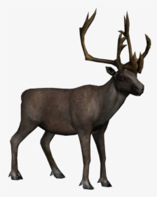 Moose, Elk Png - Arctic Reindeer Png, Transparent Png, Free Download
