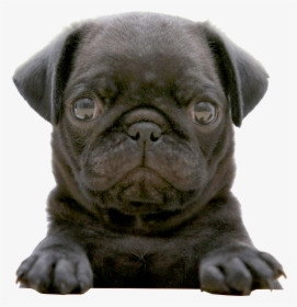 Transparent Black Pug Png - Cute Baby Black Bulldog, Png Download, Free Download