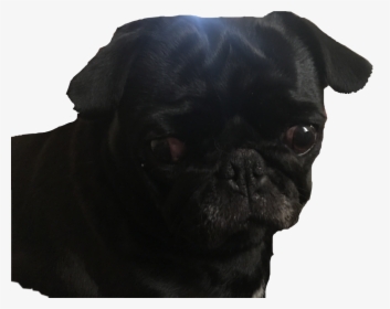 #pug #blackpug #dog #cute #puppy #freetoedit - Black Pug Png Transparent, Png Download, Free Download