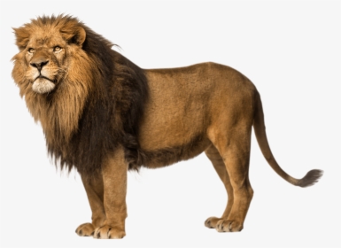 Lion Left Looking - Asiatic Lion Png, Transparent Png, Free Download