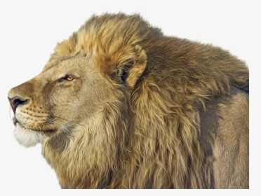 Lion Png - Png Lion Transparent Cut Out, Png Download, Free Download