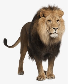 Standing Male Lion - Panthera Leo, HD Png Download, Free Download