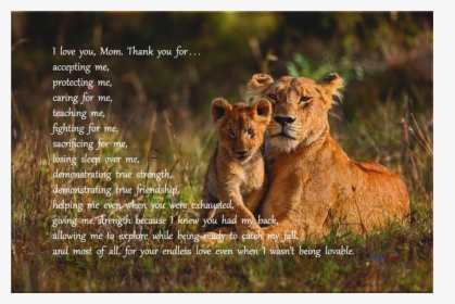 I Love You, Mom - Mother Lioness And Cub, HD Png Download, Free Download