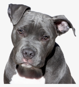 Dog, Pitbull, Terrier, American Staffordshire, Face - Dogs Pitbull, HD Png Download, Free Download