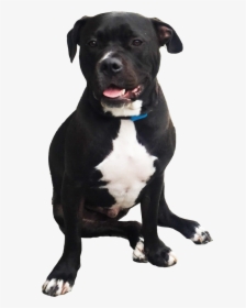 Harvey The Pitbull - Staffordshire Bull Terrier Png, Transparent Png, Free Download