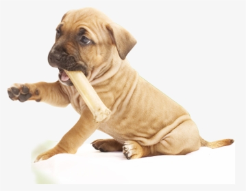Pit Bull Puppy Png , Png Download - Pit Bull Puppy Png, Transparent Png, Free Download