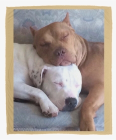 Two Pitbulls In Love, HD Png Download, Free Download