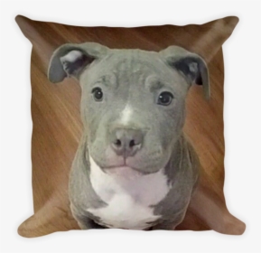 Puppy On A Dog Bed Pitbull, HD Png Download, Free Download