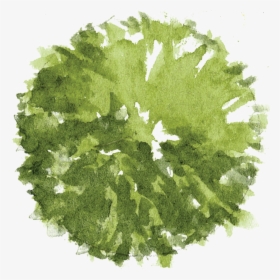 Watercolour Tree Plan Png, Transparent Png, Free Download