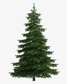 Realistic Pine Tree Png Clip Art - Pine Tree Png Transparent, Png Download, Free Download