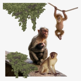 Worldanimalday Money Primate Macaque Chimpanzee Animals - Monkey Hanging On Rope, HD Png Download, Free Download