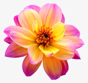 Dahlia Png Image - Pink Yellow Flower Dahlia, Transparent Png, Free Download