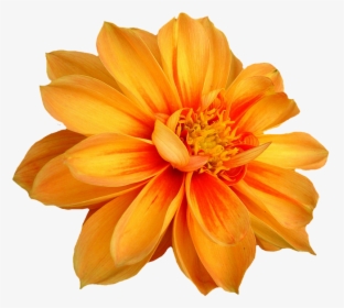 Dahlia, Blossom, Bloom, Isolated, Dahlia Garden, Autumn - 1 Flower No Background, HD Png Download, Free Download