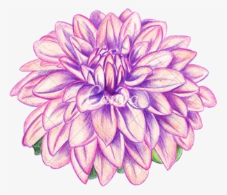 Realistic Dahlia Flower Drawing, HD Png Download, Free Download