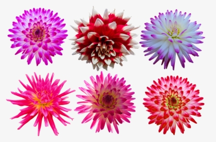 Nature, Flowers, Dahlia, Blossom, Bloom, Isolated - Chrysanths, HD Png Download, Free Download