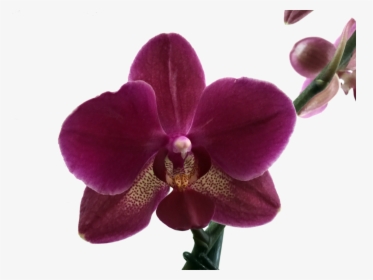 Transparent Orquideas Png - Orquideas Png, Png Download, Free Download