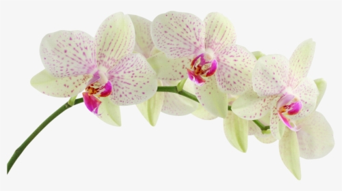 White Orchid, HD Png Download, Free Download