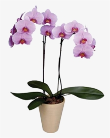 Phalaenopsis Orkidé, HD Png Download, Free Download