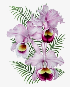 #orquideas #flowers #freetoedit - Fete Des Grand Meres Gratuite, HD Png Download, Free Download