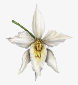 Orquídea - Cattleya, HD Png Download, Free Download
